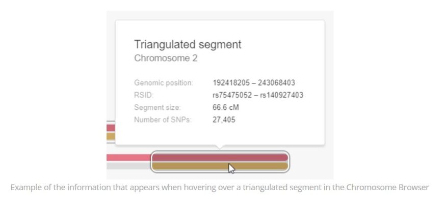 Esimerkki tiedoista, jotka näkyvät, kun liikutat hiirtä trianguloidun segmentin päällä kromosomiselaimessa