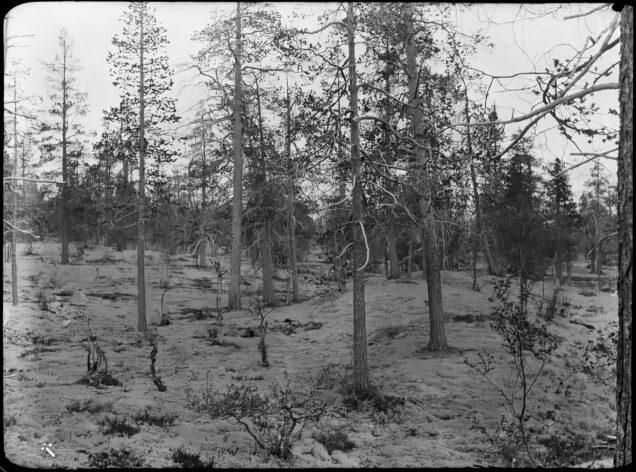 jäkäläkangas Luttojoen eteläpuolella. Paulaharju, Samuli, kuvaaja 1910. Museoviraston kokoelmat