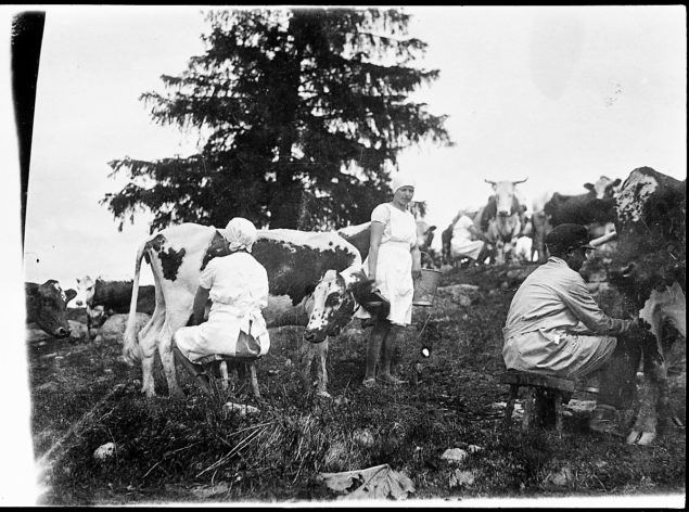 Kuva karjanlypsytarhasta n. 1920-luvulla, Museovirasto