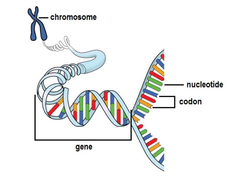 dna-n-perusteet-osa-3-dnan-ilmentym-myheritage-blogi