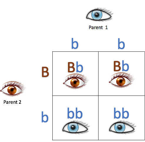 Punnettin neliö näyttää kaikki mahdolliset geno- ja fenotyypit henkilölle, jonka vanhemmat ovat samaperintäinen sinisilmäinen ja eriperintäinen ruskeasilmäinen.