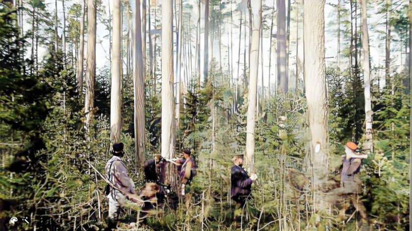 Kaadettavien puiden leimaamista, Wivi Timgren, Valokuvaaja 1800–1909. Saarijärvi, Keski-Suomi. Lusto – Suomen metsämuseo